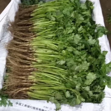 香菜冷棚大叶香菜产地直销适合各大小市场，超市