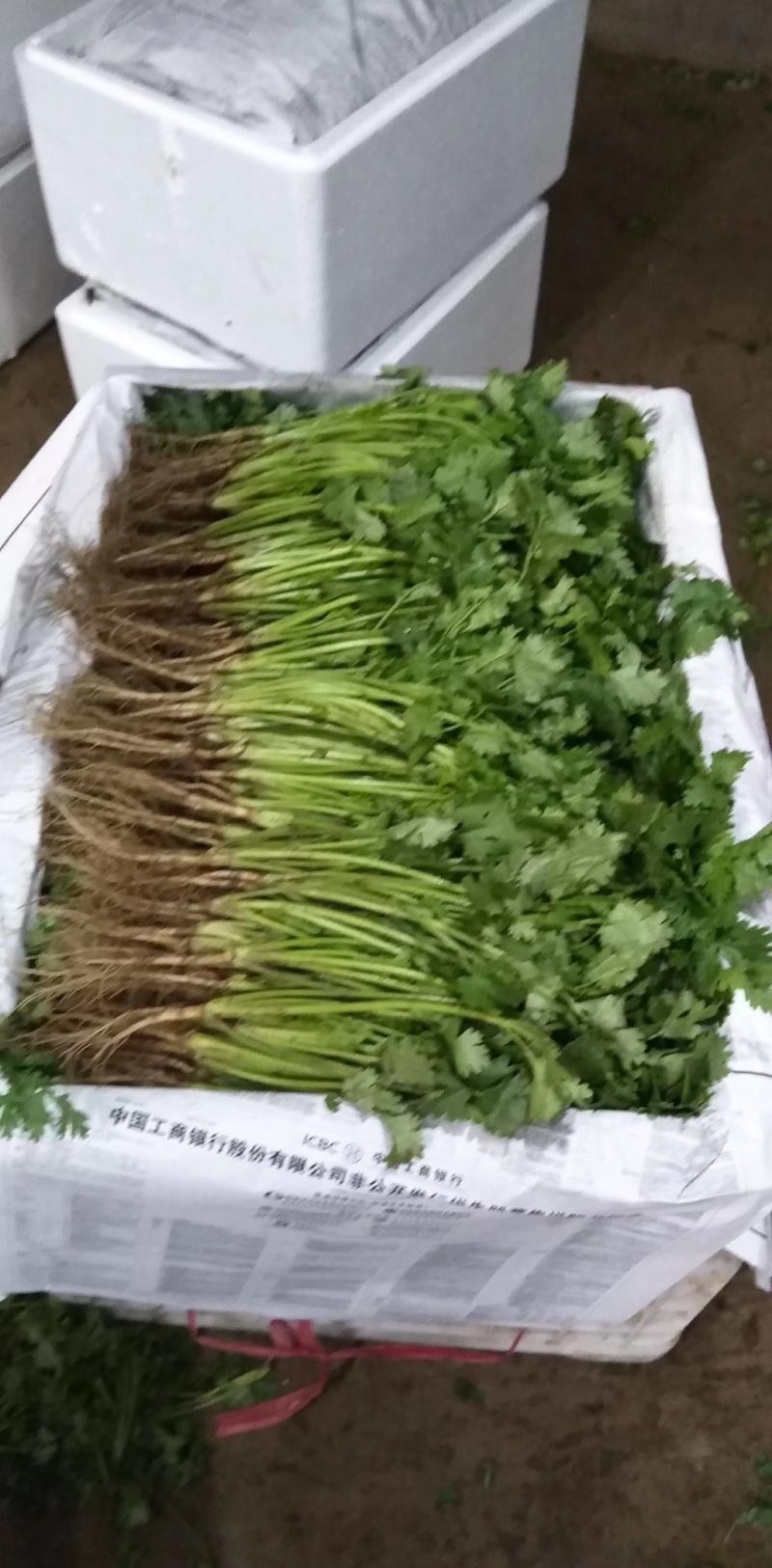香菜冷棚大叶香菜产地直销适合各大小市场，超市