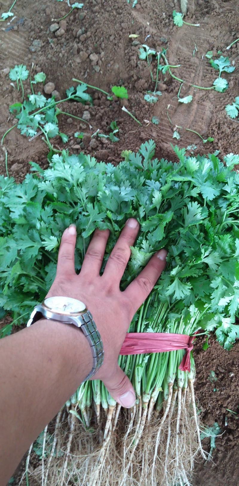 香菜冷棚大叶香菜产地直销适合各大小市场，超市