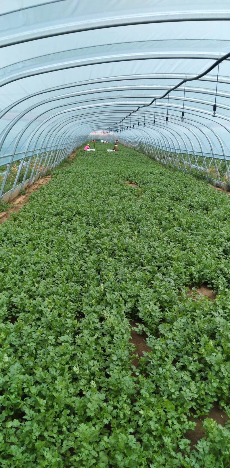 香菜冷棚大叶香菜产地直销适合各大小市场，超市