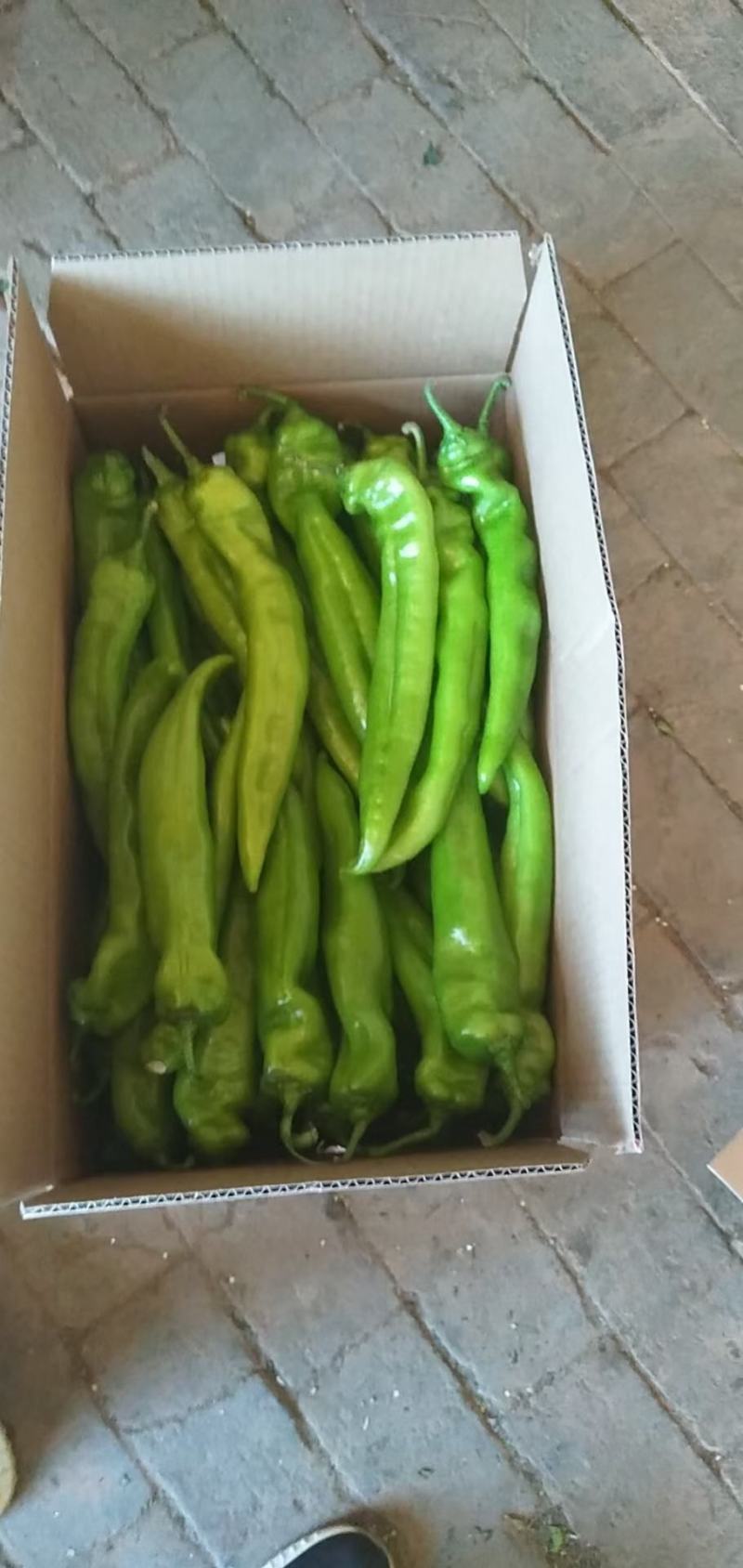 黄色暖棚尖椒产地直销大量上市