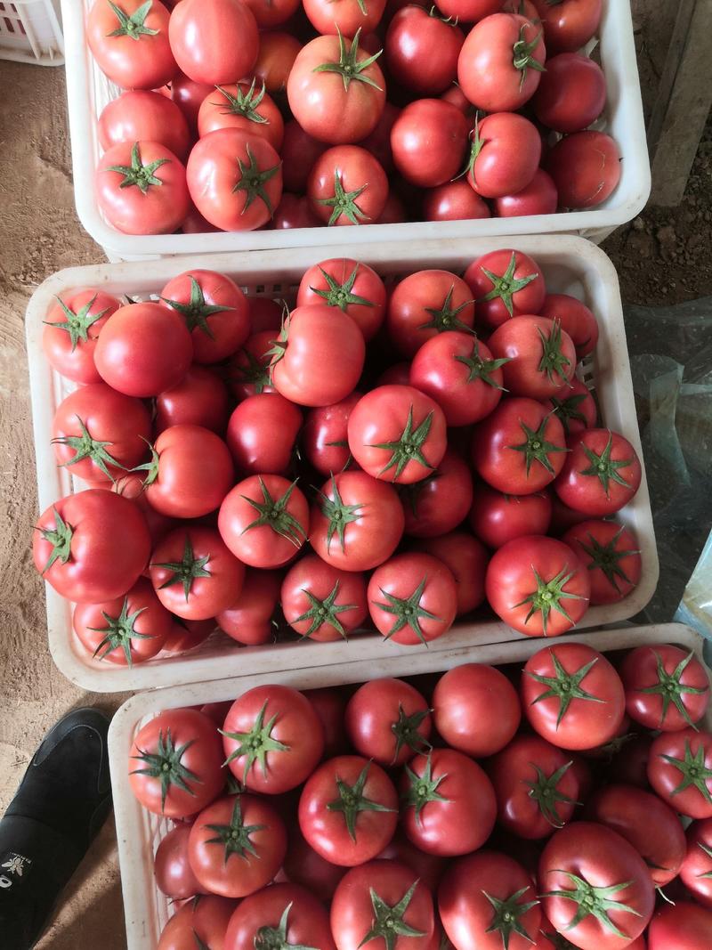 西红柿产地大量上市直销