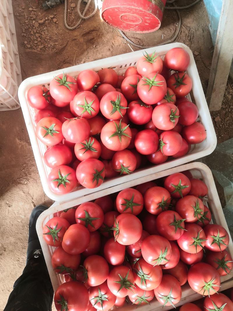 西红柿产地大量上市直销