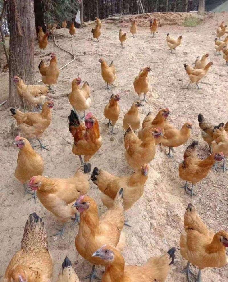 土鸡苗红冠乌皮土鸡苗厂家直销、质量保证包运输成活