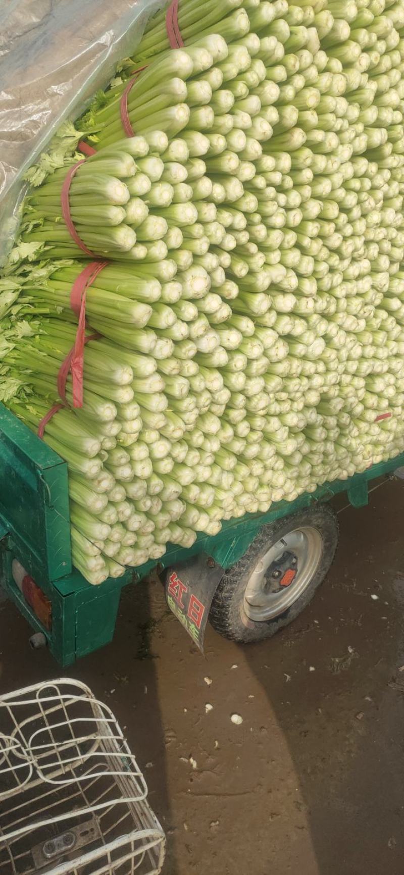 精品本地西芹，一手货源，高50公分，粗细都有，