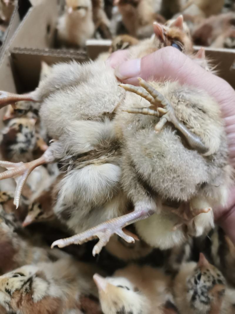 大种青脚麻、铁脚麻鸡苗厂家直销、质量保证包运输成活