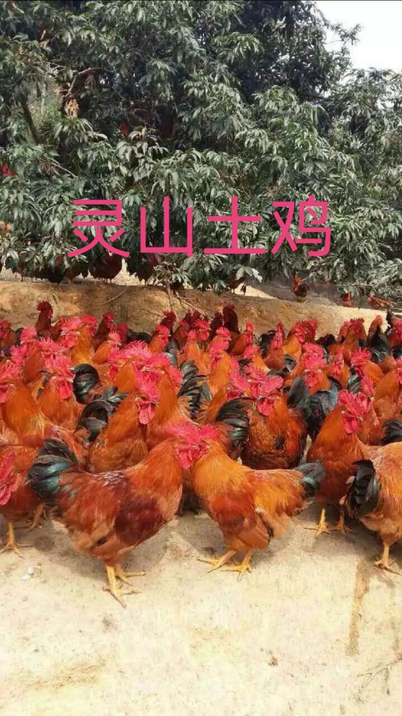 脱温苗脱温灵山土鸡苗支持平台交易