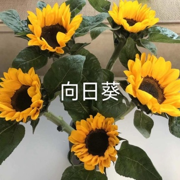向日葵-云南鲜切花-太阳花