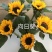 向日葵-云南鲜切花-太阳花