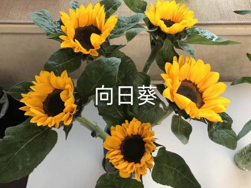 向日葵-云南鲜切花-太阳花