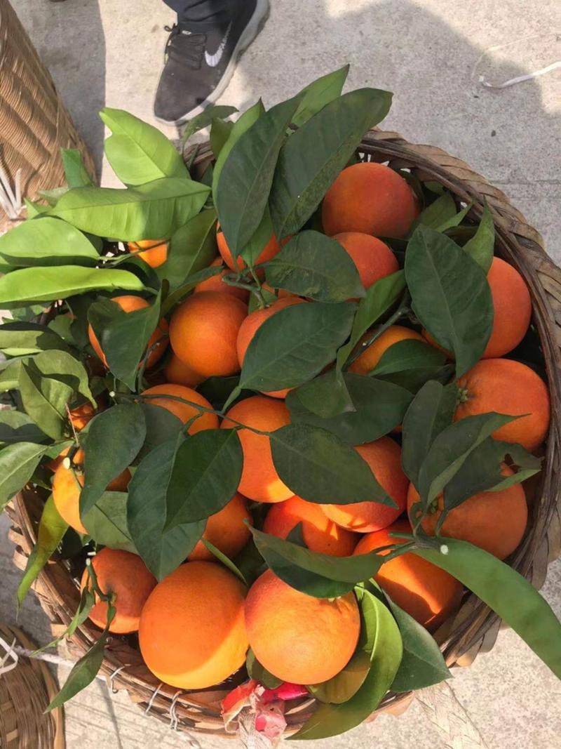 重庆万州玫瑰香橙，塔罗科血橙，一手货源，对接市场电商供应