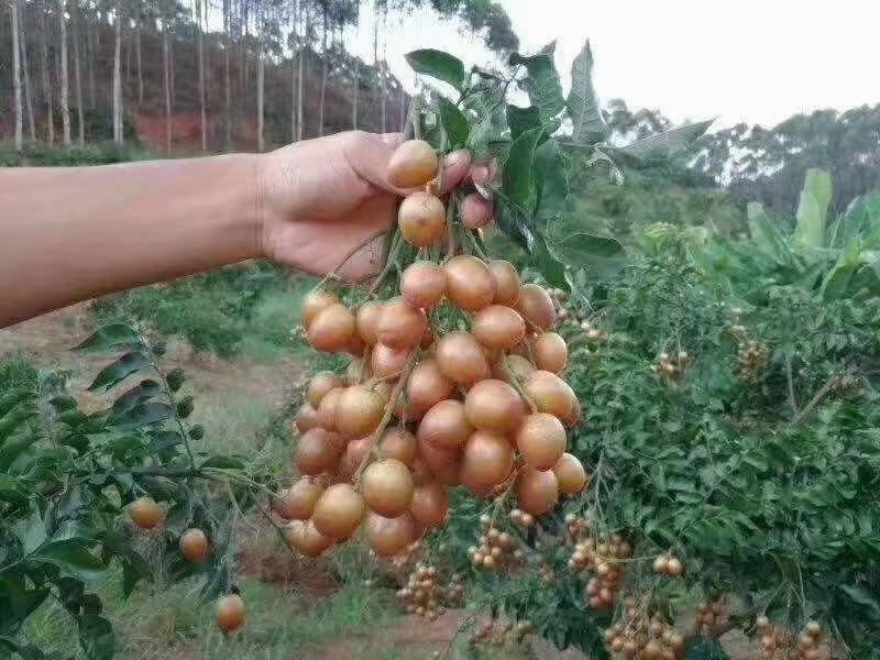 黑黄皮果苗，木粗漂亮，黑黄皮果大核小，口感纯甜无酸味