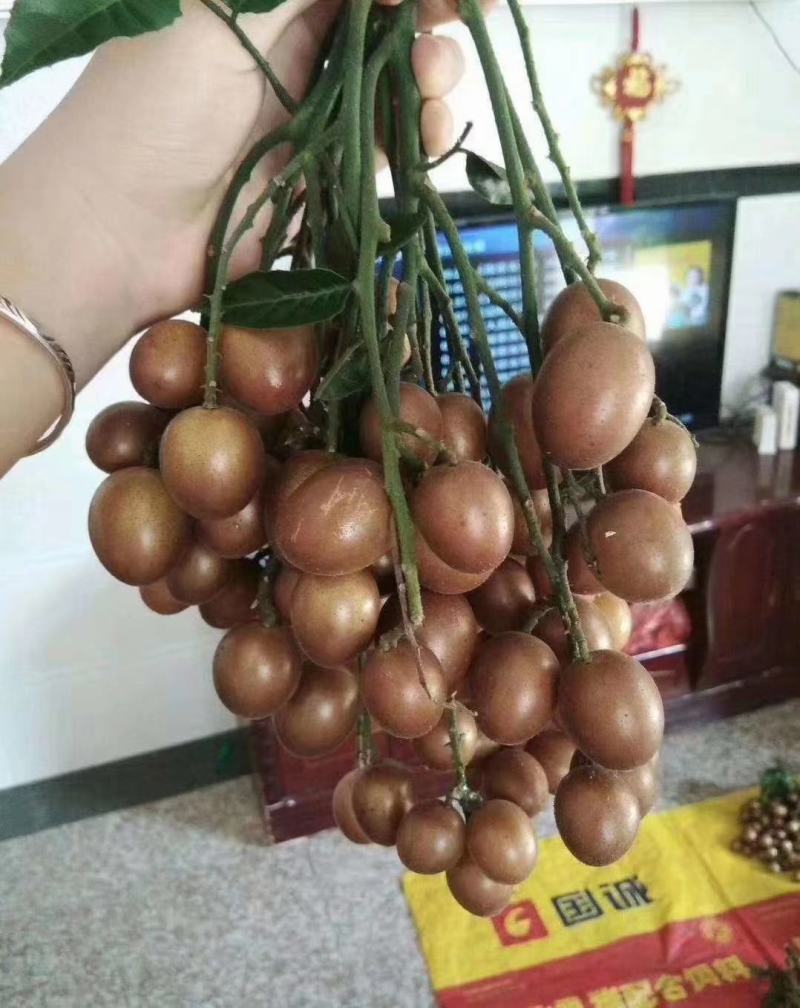 黑黄皮果苗，木粗漂亮，黑黄皮果大核小，口感纯甜无酸味