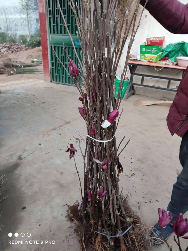 玉兰苗紫玉兰黄玉兰胶红一号白玉兰庭院绿化苗木