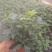 盆栽鸭脚木，