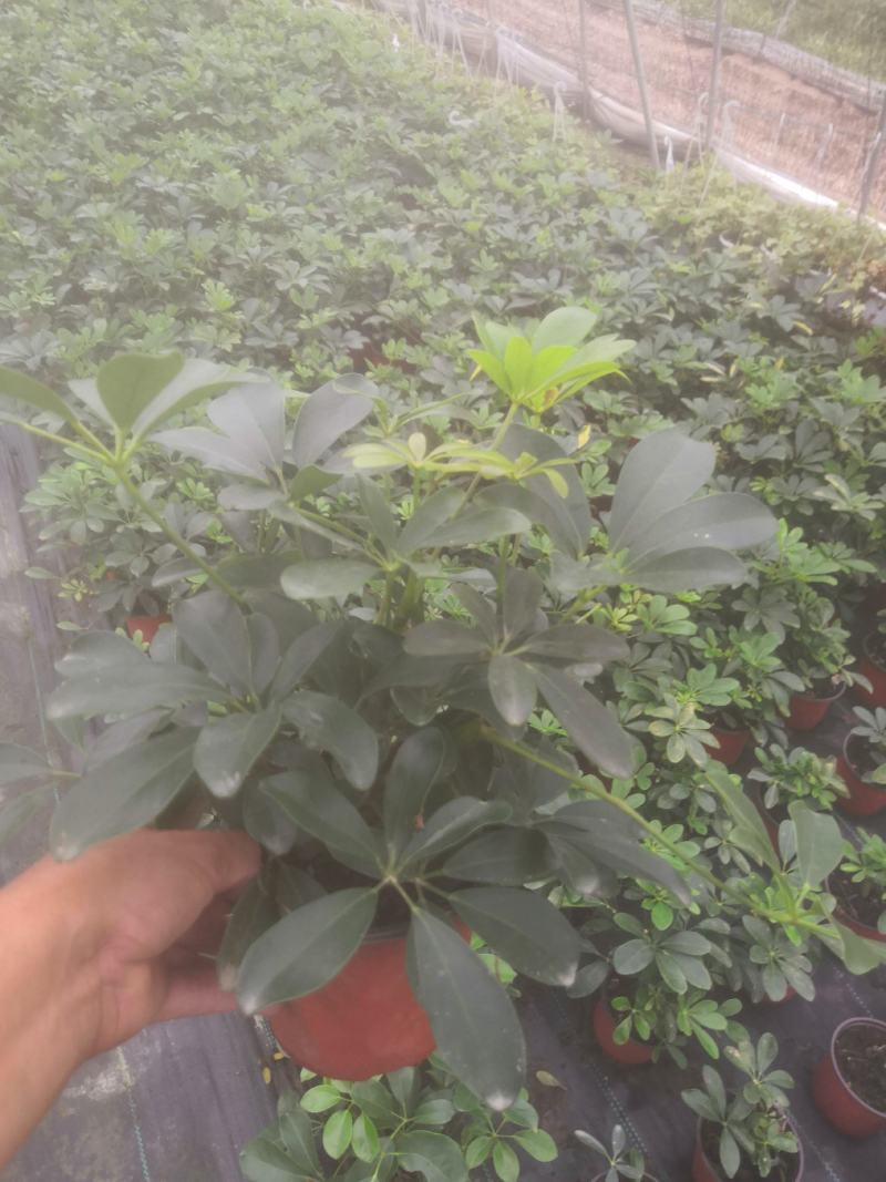 盆栽鸭脚木，