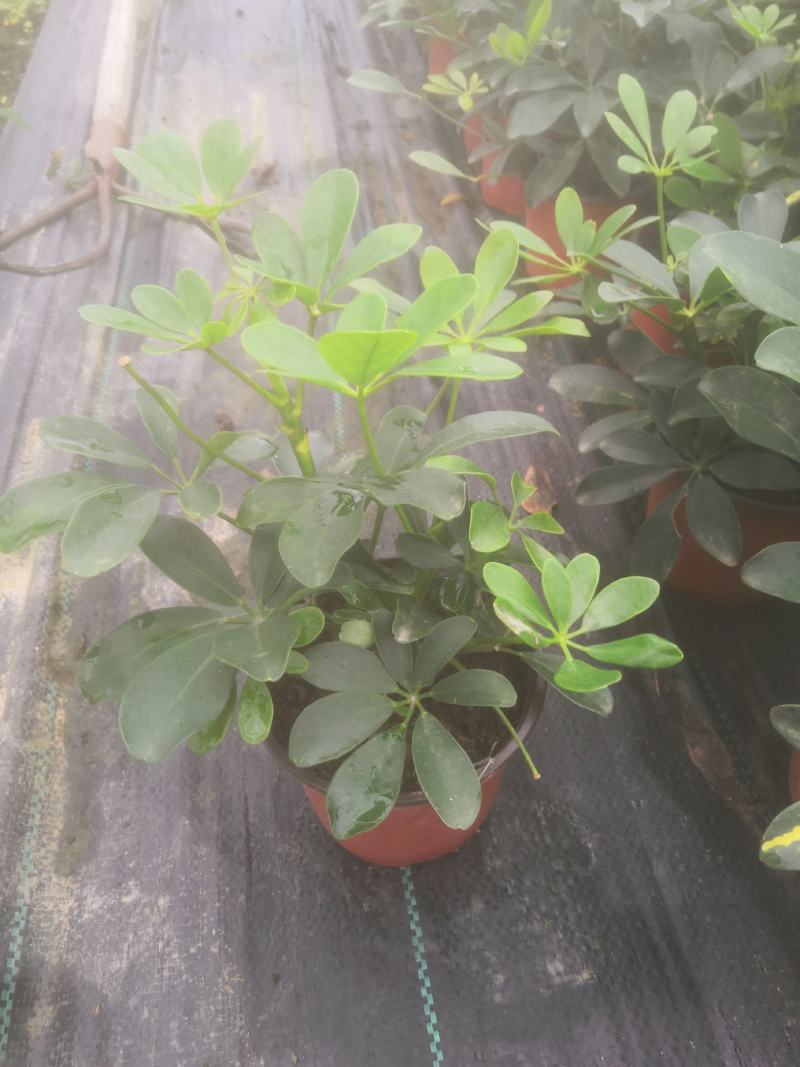 盆栽鸭脚木，