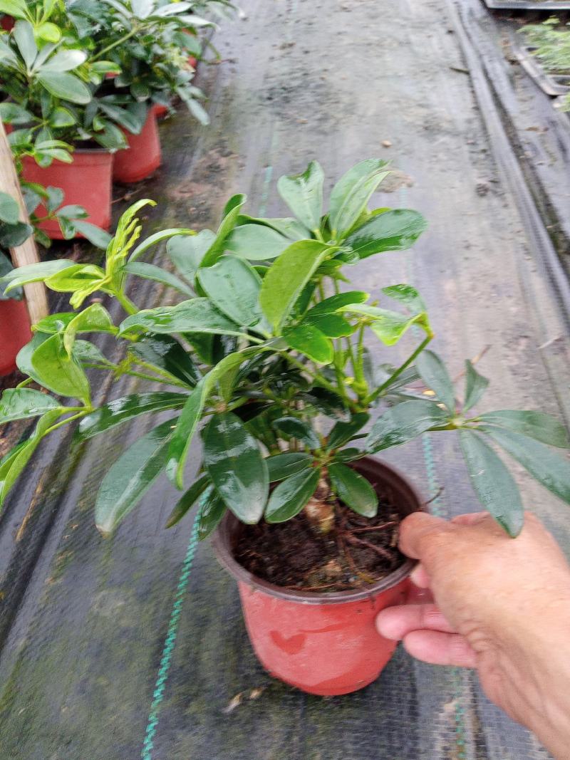 盆栽鸭脚木，
