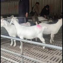 波尔山羊奶二胎青山羊种公羊杂交育肥羊包送上门