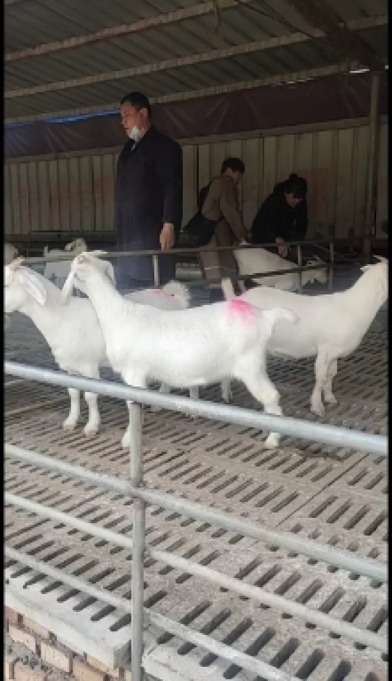 波尔山羊奶二胎青山羊种公羊杂交育肥羊包送上门