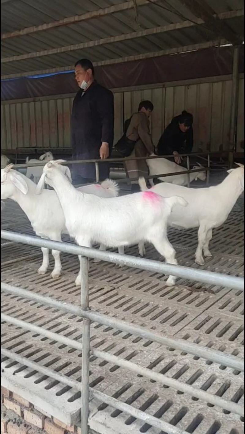 波尔山羊奶二胎青山羊种公羊杂交育肥羊包送上门