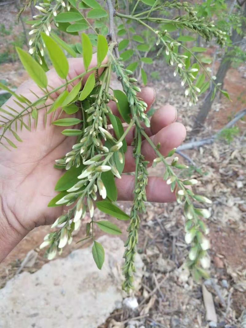 槐花产地直发一手代办餐桌上的美味代发全国