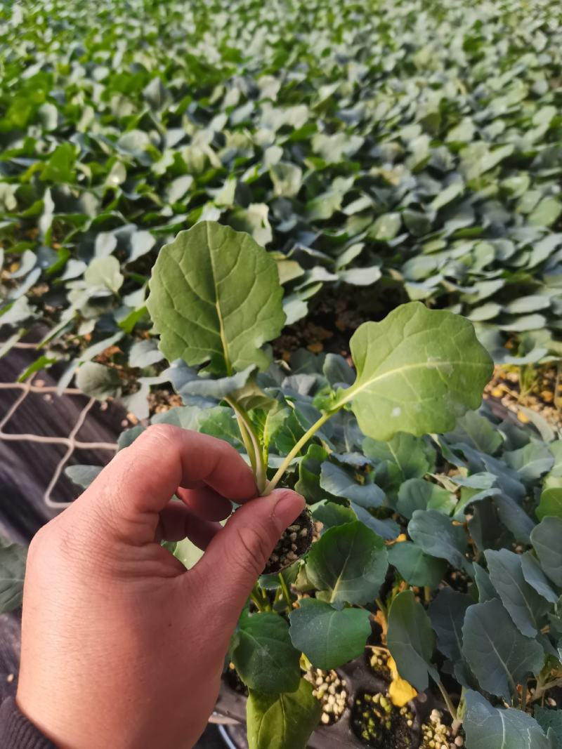 西蓝花苗炎秀耐寒优秀先正达蔓陀绿品种质量保证
