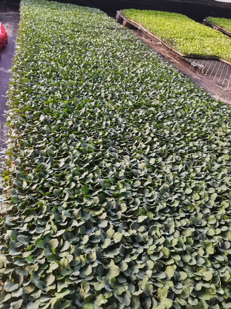 西蓝花苗炎秀耐寒优秀先正达蔓陀绿品种质量保证