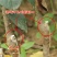 新品种蓝宝石苹果苗十月成熟蓝肉苹果南方北方种植
