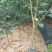 新品种蓝宝石苹果苗十月成熟蓝肉苹果南方北方种植