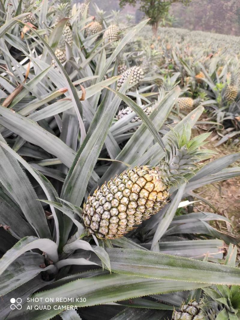 云南河口香菠萝，原地采购，菠萝质量保证