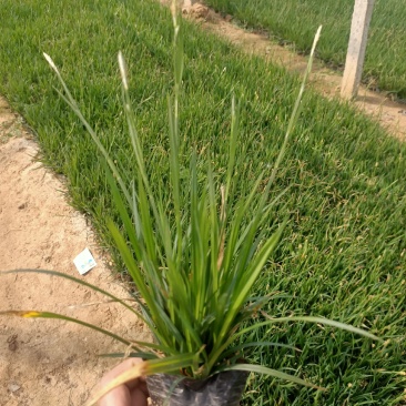 《崂峪苔草》公园绿化基地直发可视频看货量大价优