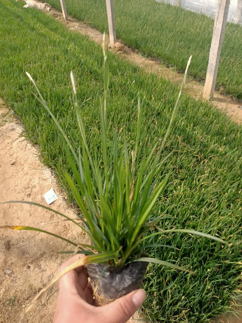 《崂峪苔草》公园绿化基地直发可视频看货量大价优