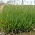 《崂峪苔草》公园绿化基地直发可视频看货量大价优