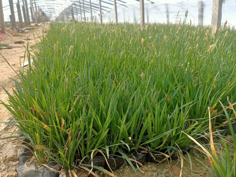 《崂峪苔草》公园绿化基地直发可视频看货量大价优
