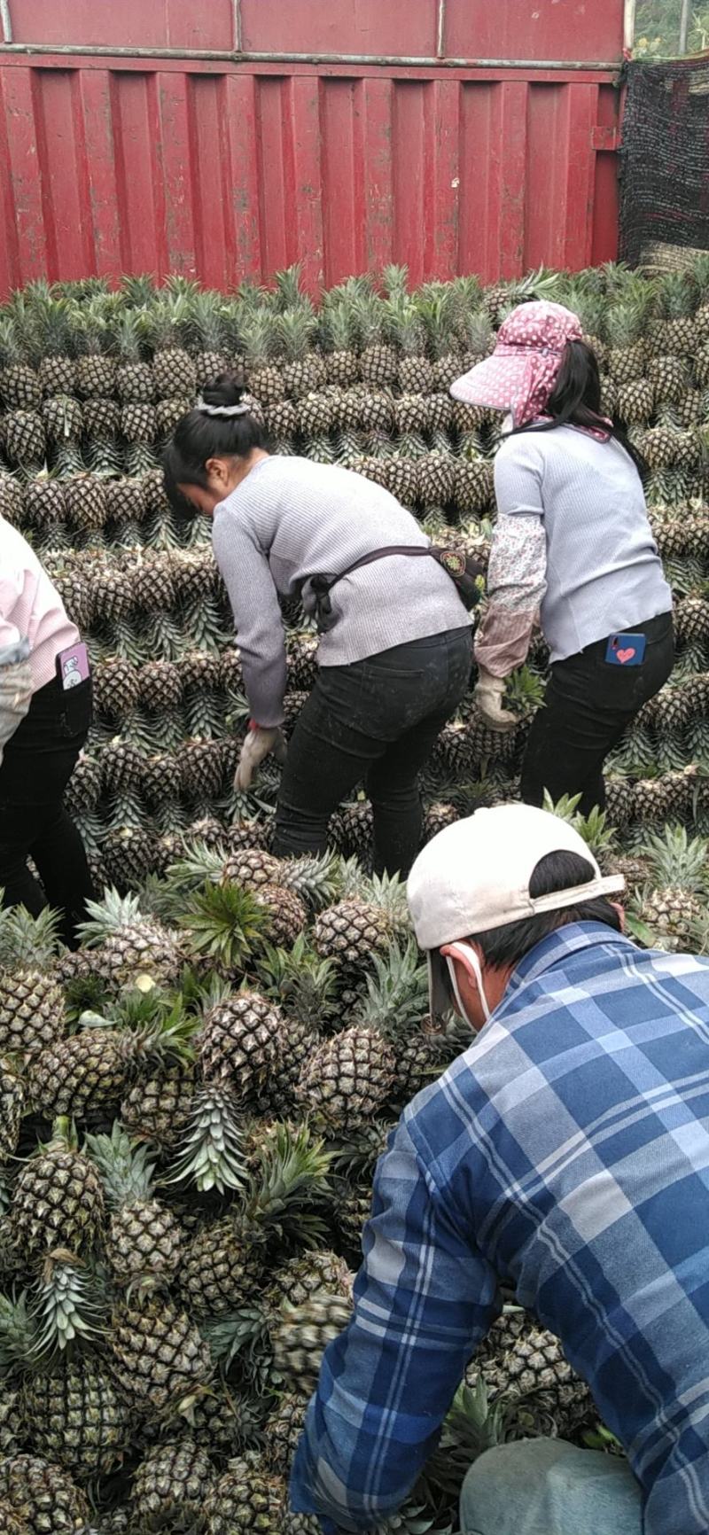 云南河口香菠萝，原地采购，菠萝质量保证