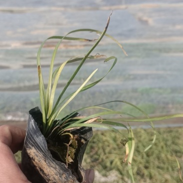山东麦冬草，可代替草皮基地直发可视频看货量大价优
