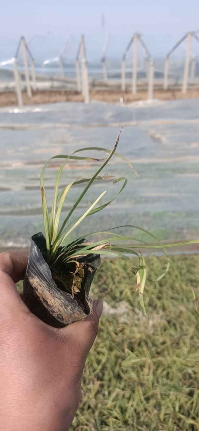 山东麦冬草，可代替草皮基地直发可视频看货量大价优