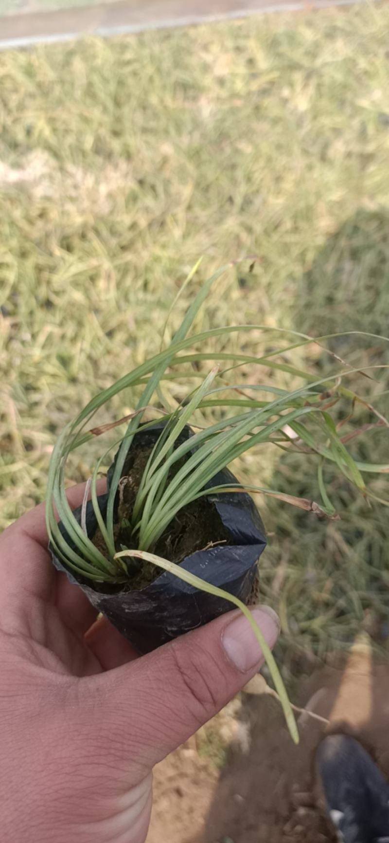 山东麦冬草，可代替草皮基地直发可视频看货量大价优