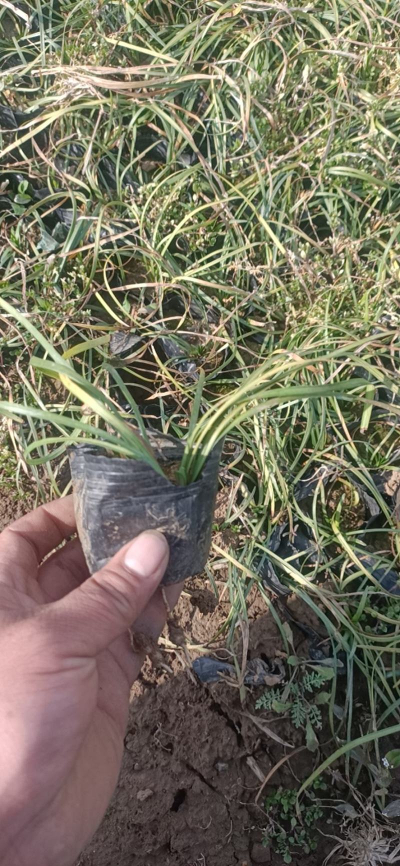 山东麦冬草，可代替草皮基地直发可视频看货量大价优