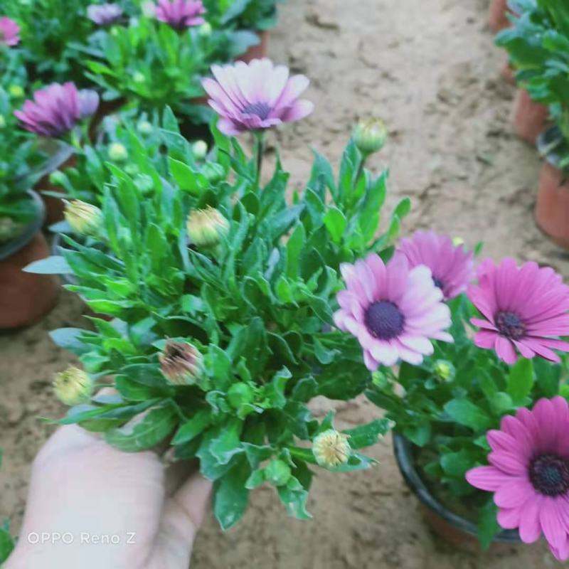 南非万寿菊！绿化造型系列基地直发可视频看货量大价优