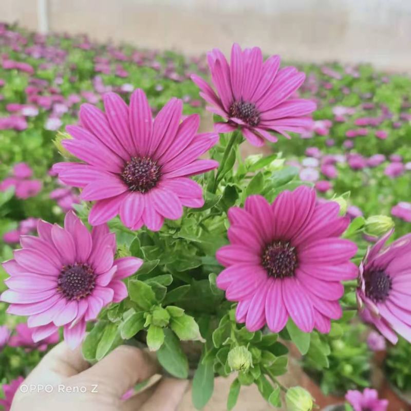 南非万寿菊！绿化造型系列基地直发可视频看货量大价优