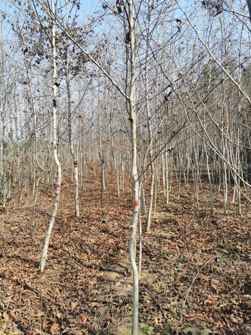 枫香三角枫五角枫青枫清风园林常年供应各种规格的苗木