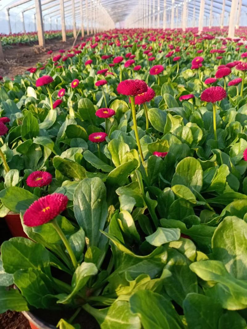 山东青州雏菊，基地直发可视频看货量大价优