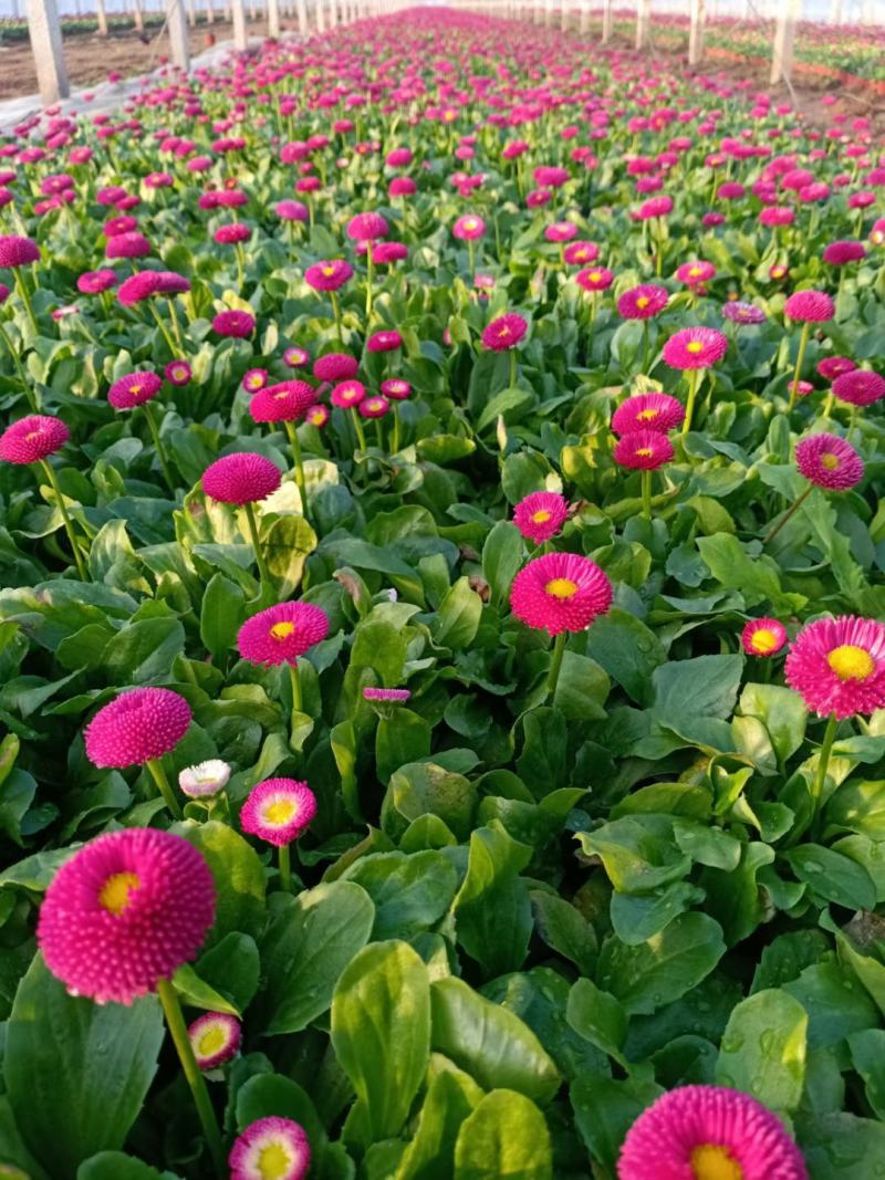 山东青州雏菊，基地直发可视频看货量大价优