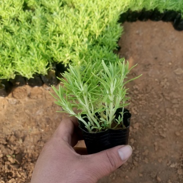 绿叶佛甲草,地被草坪系列基地直发可视频看货量大价优