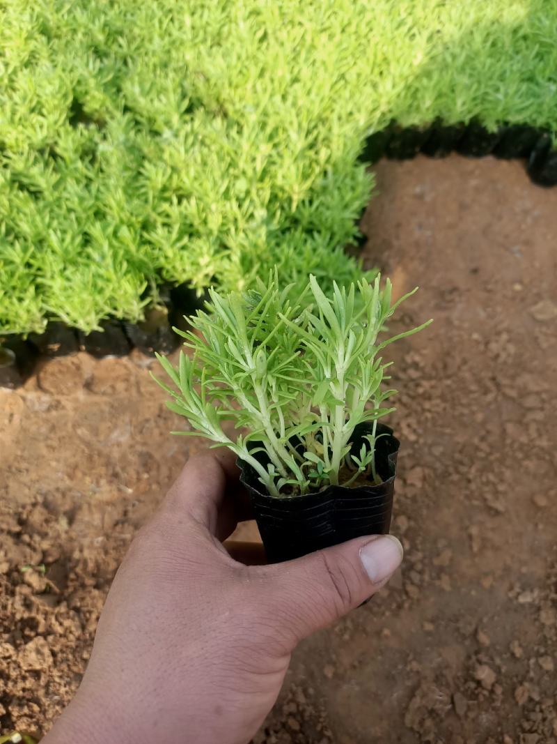 绿叶佛甲草，地被草坪系列基地直发可视频看货量大价优