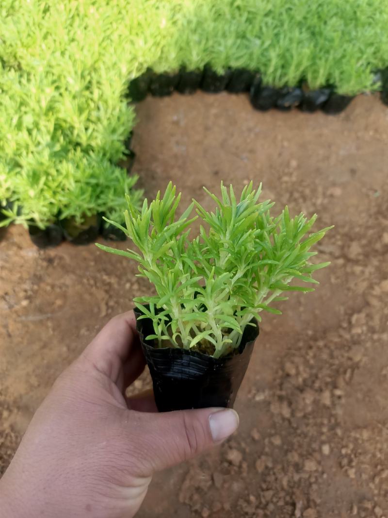 绿叶佛甲草，地被草坪系列基地直发可视频看货量大价优