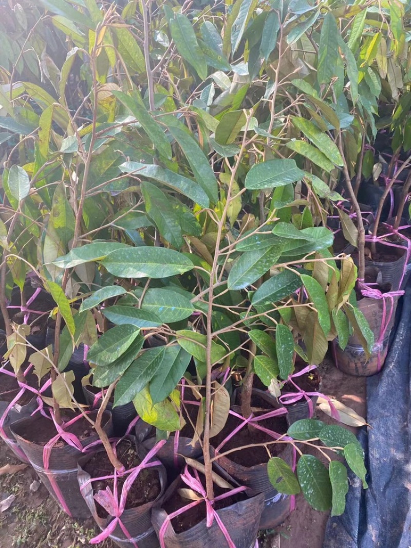 金枕榴莲苗大杯原土杯嫁接苗假一赔十