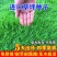 草坪种子多年生四季青马尼拉百慕大地毯草可以四季种子包发芽